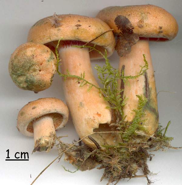 Lactarius deterrimus